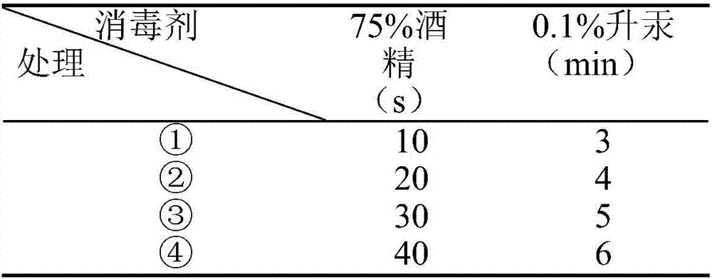 Cultivation method for rapid breeding of Davidia involucratab branches