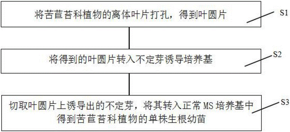 Tissue culture method of gesneriaceae plant