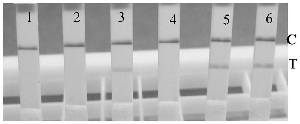 Test strip RPA primer and detection kit for detecting Ditylenchus destructor