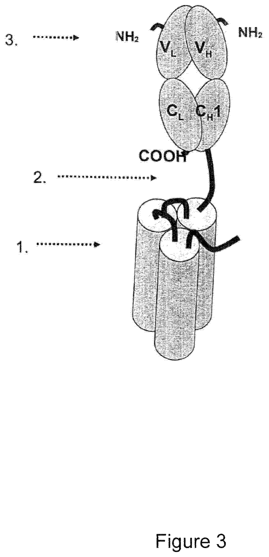 Single-chain CD27-receptor agonist proteins