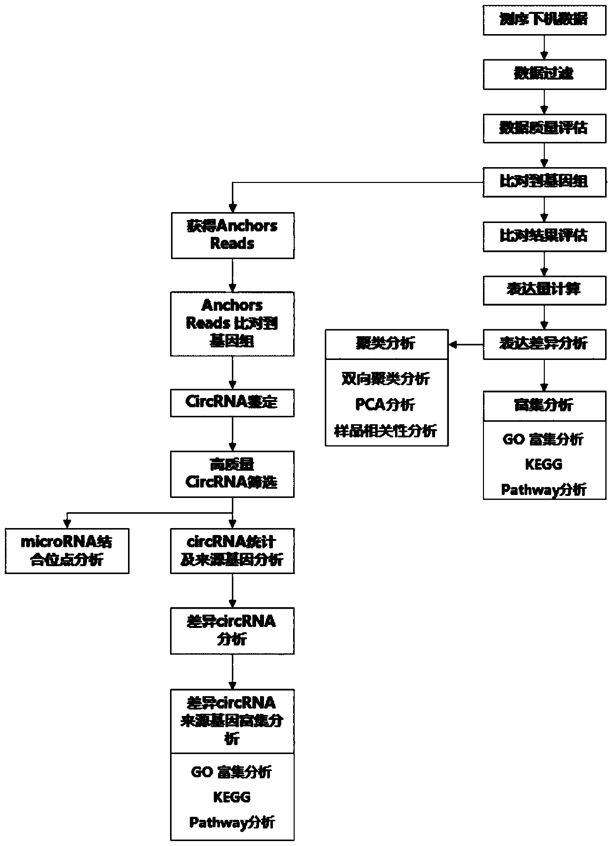 Circular RNA identification and expression quantification analysis method