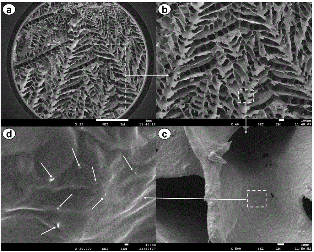 Conductive high-molecular composite material with dendritic cellular structure, and preparation method thereof