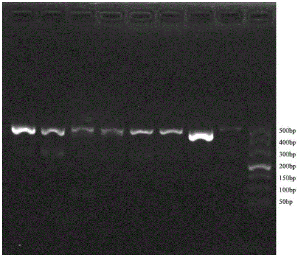 Composite tag for high-throughput sequencing of biological diversity of brewing fungi and application of composite tag