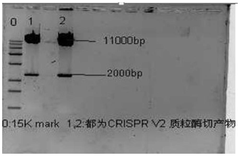 Method for constructing EPB41 gene knockout THP-1 cell line based on CRISPR-Cas9 system