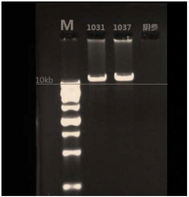 Mitochondrial genome library based on high-throughput sequencing and building method thereof