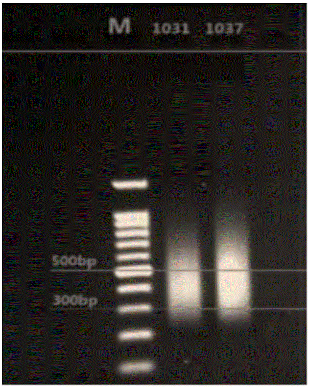 Mitochondrial genome library based on high-throughput sequencing and building method thereof