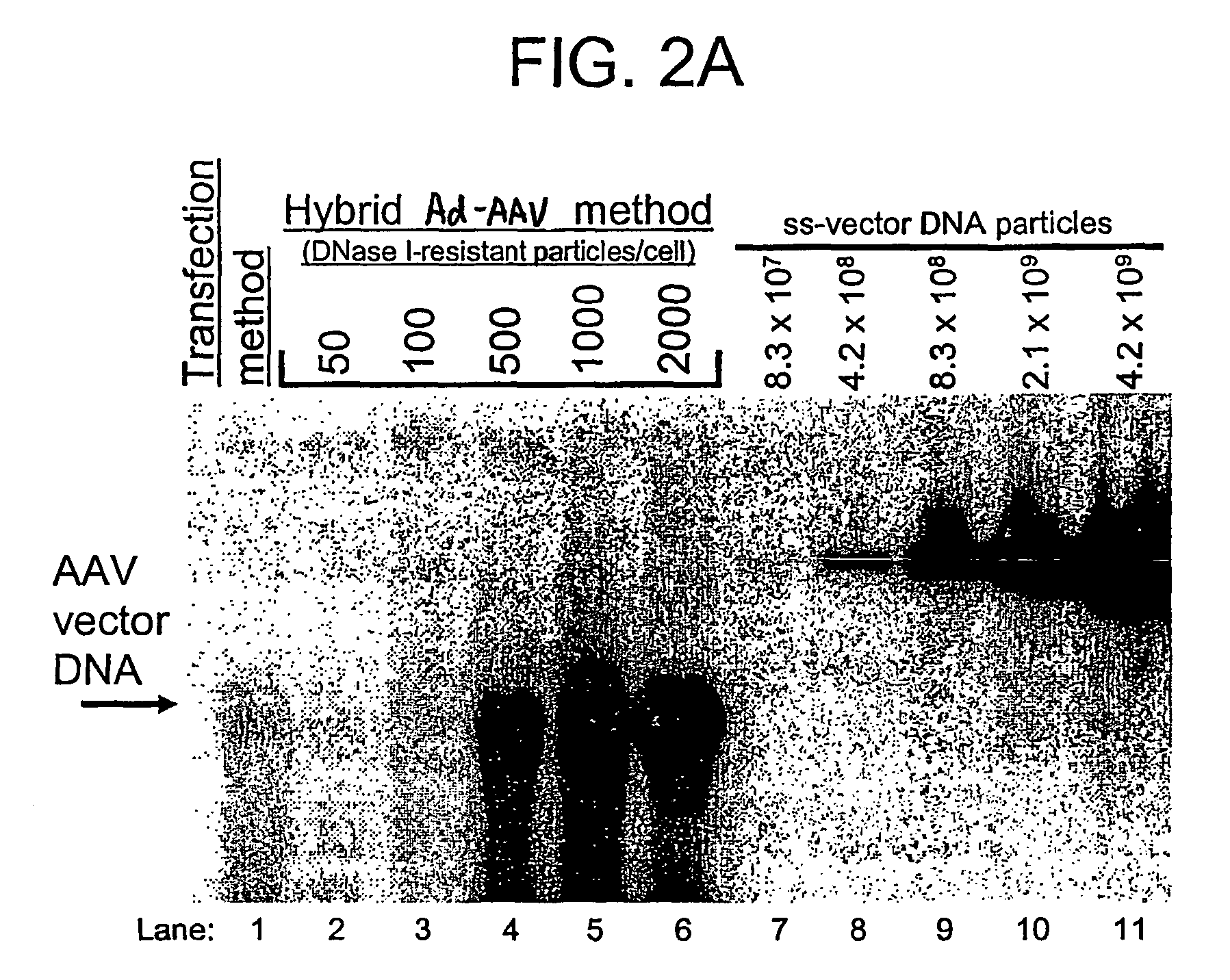 Viral vectors and methods for producing and using the same