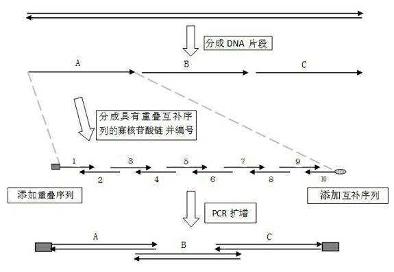 Industrialized gene synthesis method