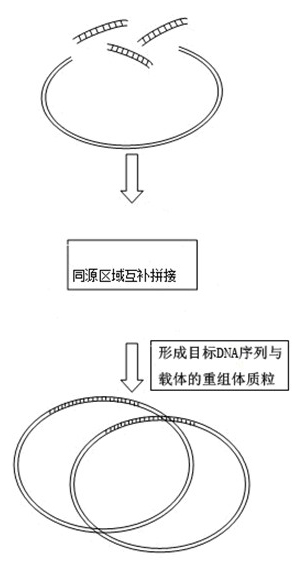 Industrialized gene synthesis method