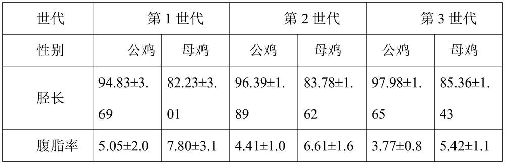 A kind of high-quality chicken breeding method with low abdominal fat rate