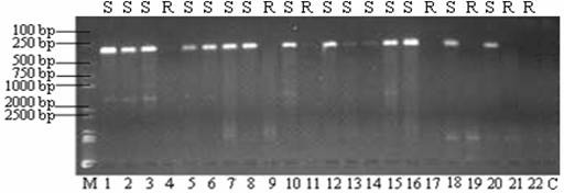 Method for identifying sugarcane smut resistance by utilizing SCAR (Sequence Characterized Amplified Region) label