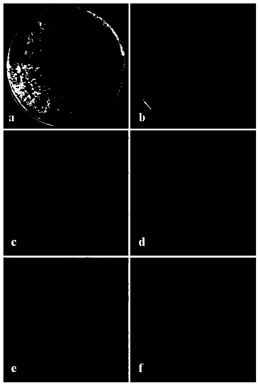 A African Trichoderma harzianum for disease prevention and growth promotion and its application