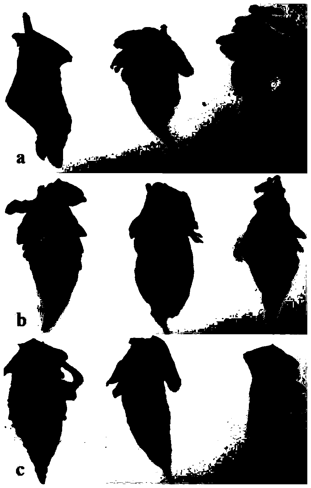 A African Trichoderma harzianum for disease prevention and growth promotion and its application