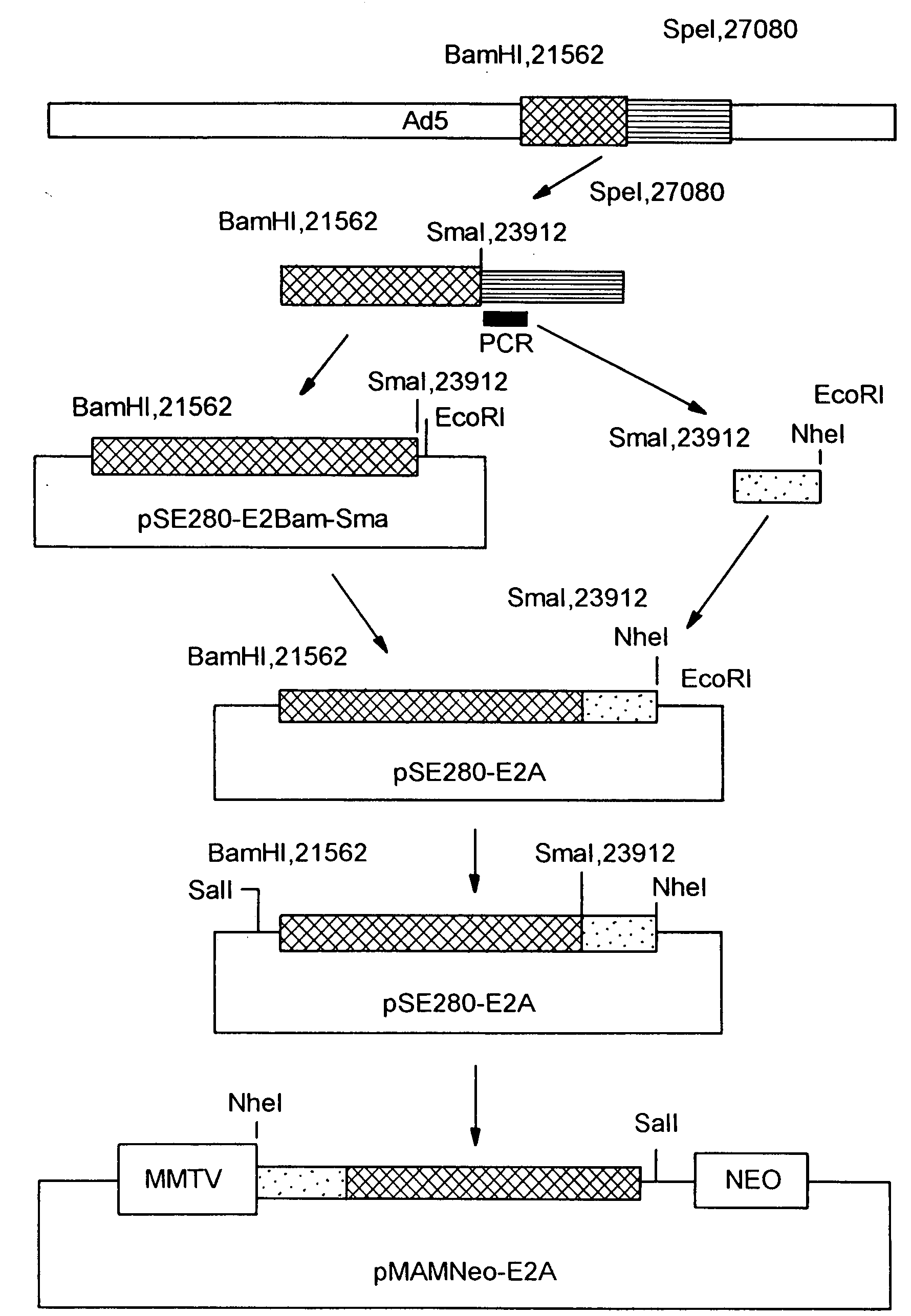 Adenovirus vectors, packaging cell lines, compositions, and methods for preparation and use