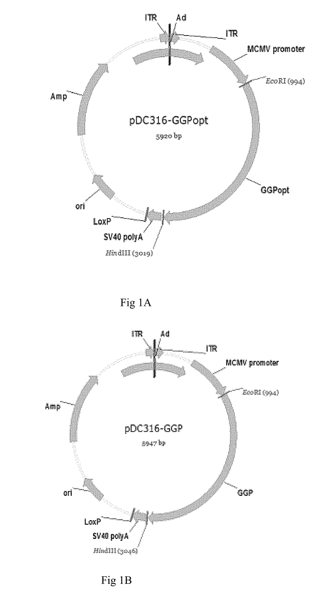 Ebola virus disease vaccine taking human replication deficient adenovirus as vector