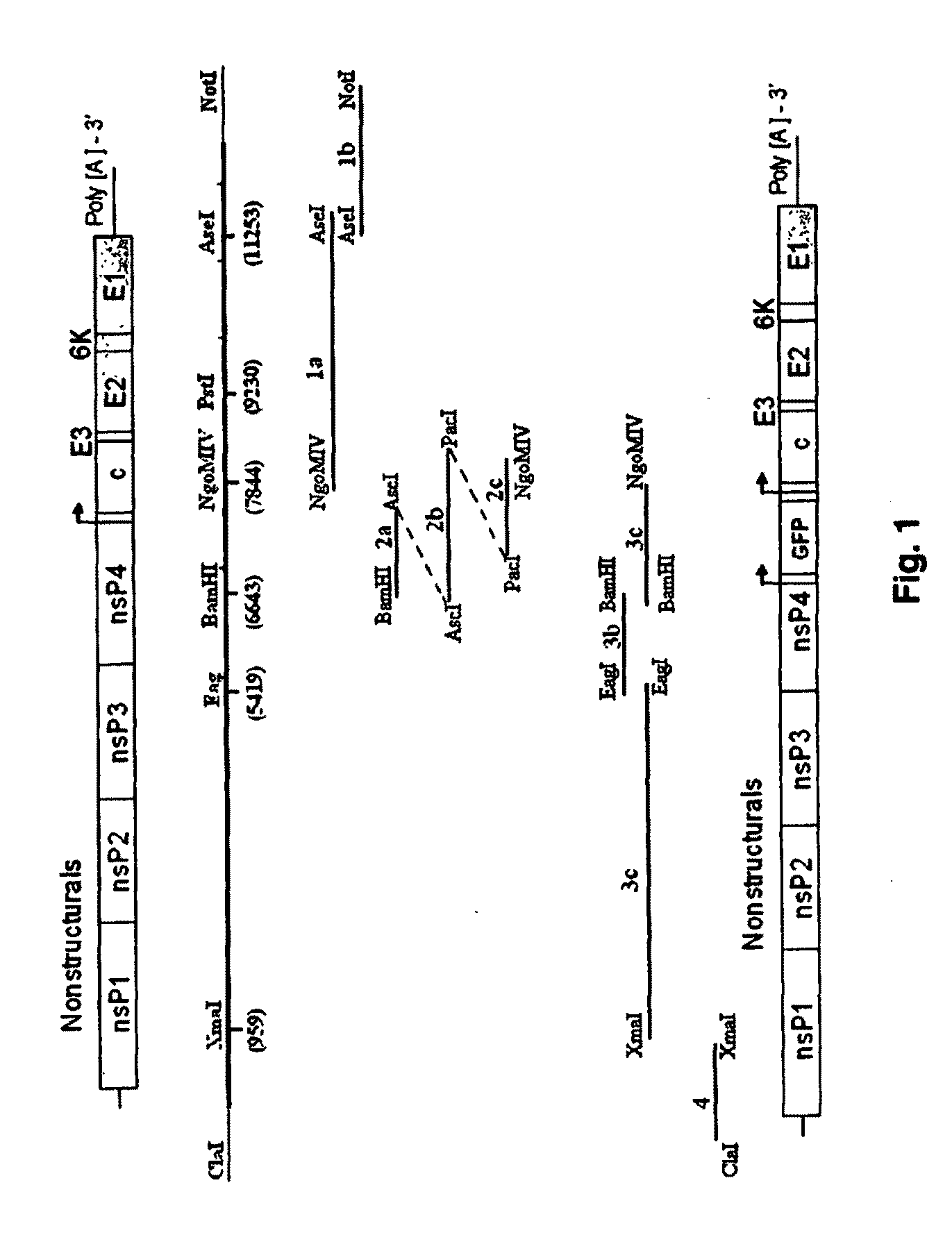 Chikungunya virus infectious clones and uses therefor