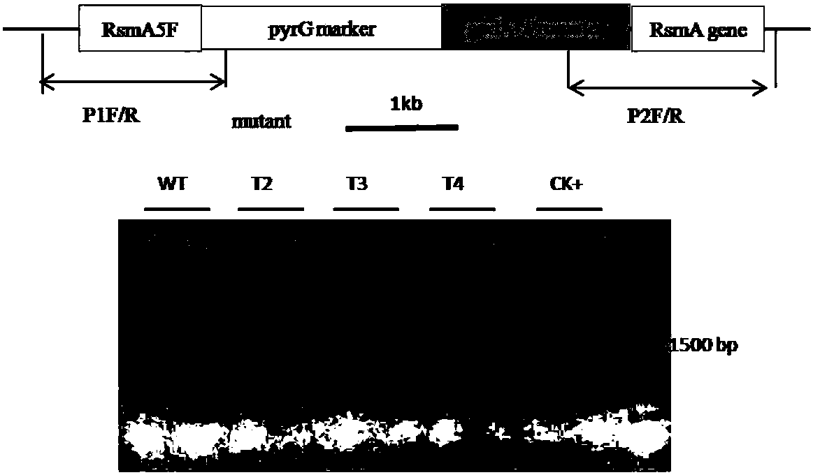 Construction and application of heterologous expression system of aspergillus nidulans