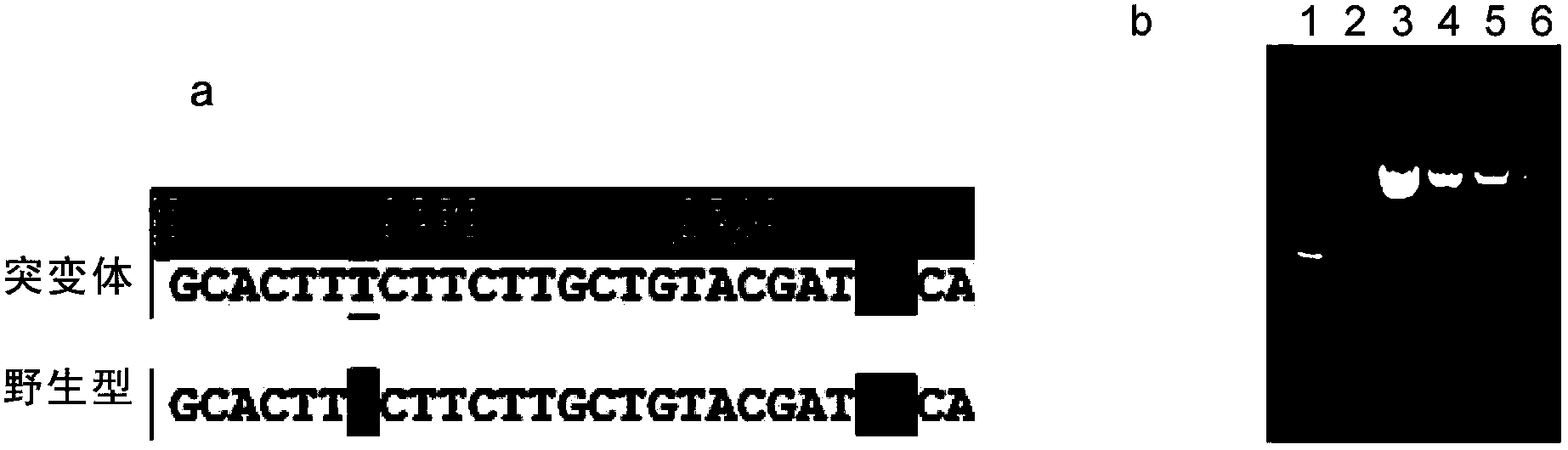 Acetylcholine esterase mutant and application thereof