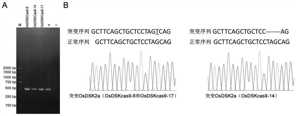 Application of OsDSK2a protein or encoding gene thereof in regulation and control of resistance of rice to rice blast