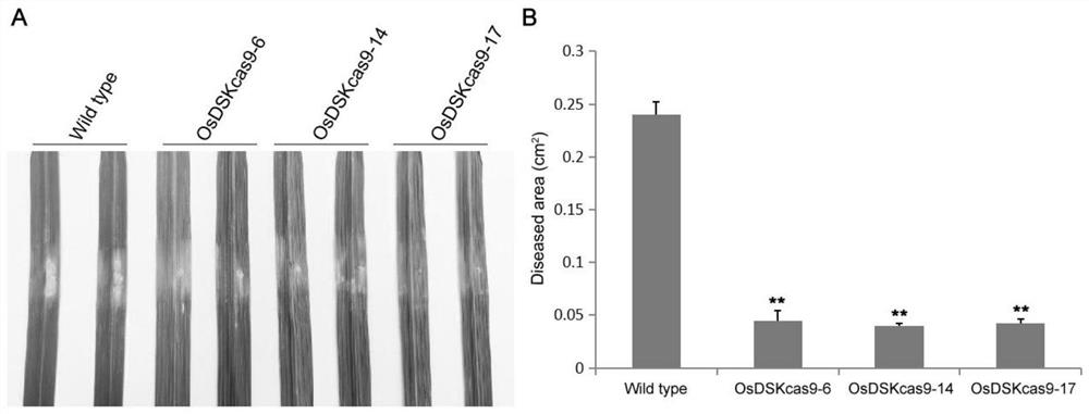 Application of OsDSK2a protein or encoding gene thereof in regulation and control of resistance of rice to rice blast