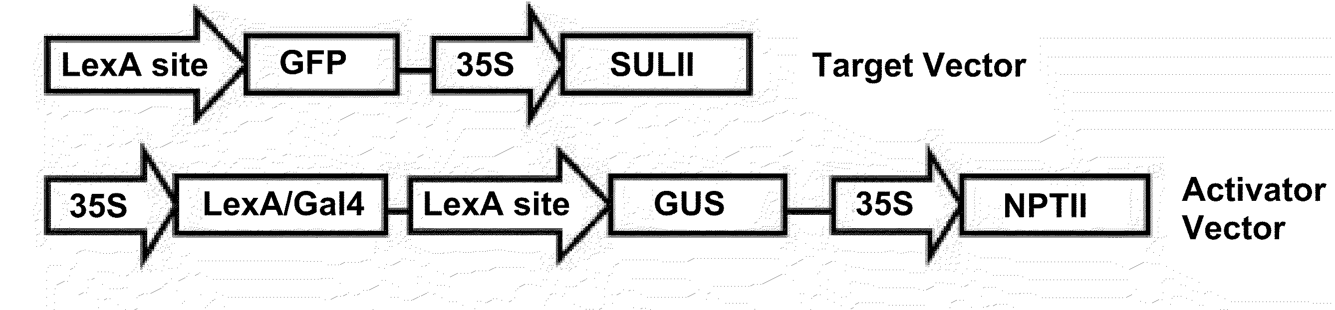 Plant quality with various promoters