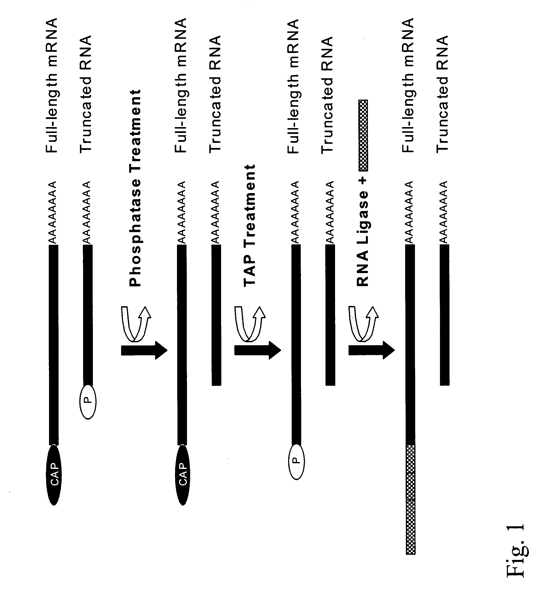 Method for modifying RNAS and preparing DNAS from RNAS