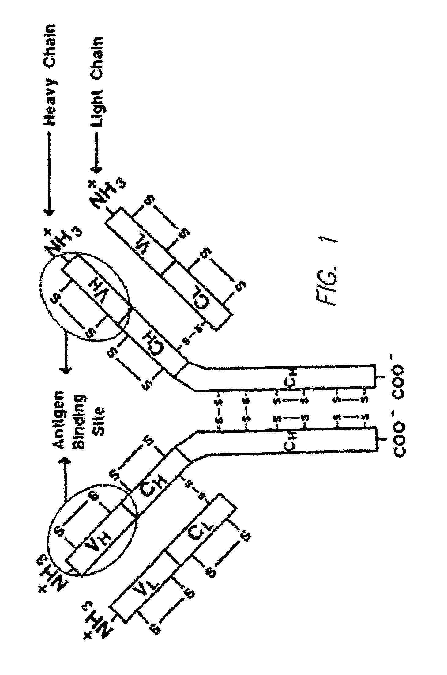 Method for tapping the immunological repertoire