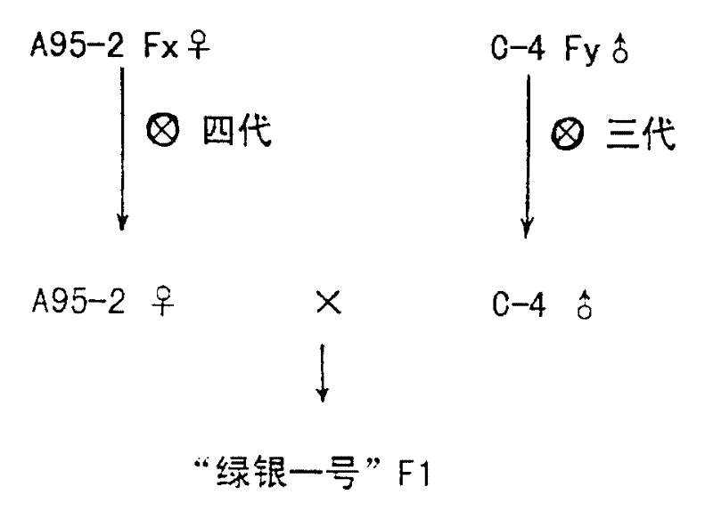 Method for breeding protection field special-purpose Hua'nan type cucumber hybrid species