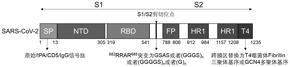 Novel coronavirus S protein and subunit vaccine thereof