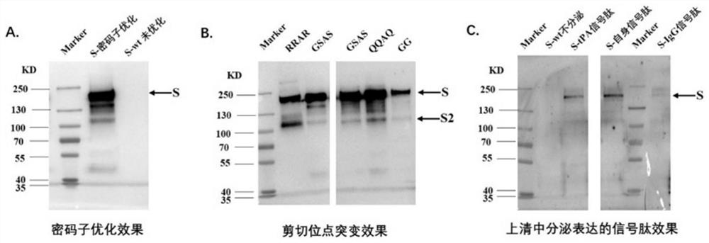 Novel coronavirus S protein and subunit vaccine thereof