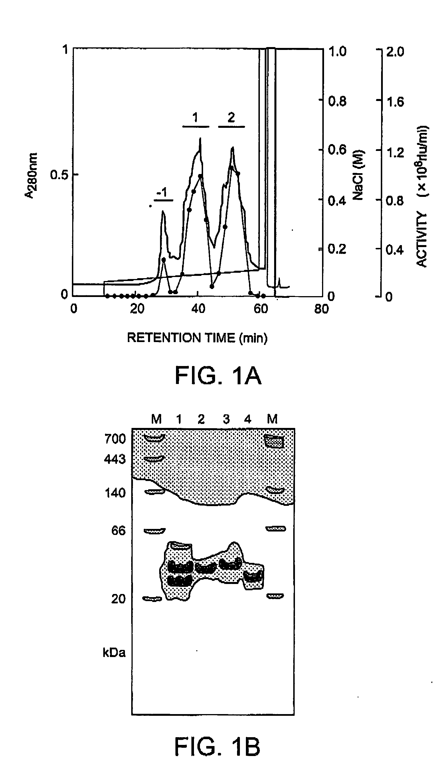 Method of isolating and purifying aequorin, aequorin produced by the method, and process for detecting calcium ions with aequorin