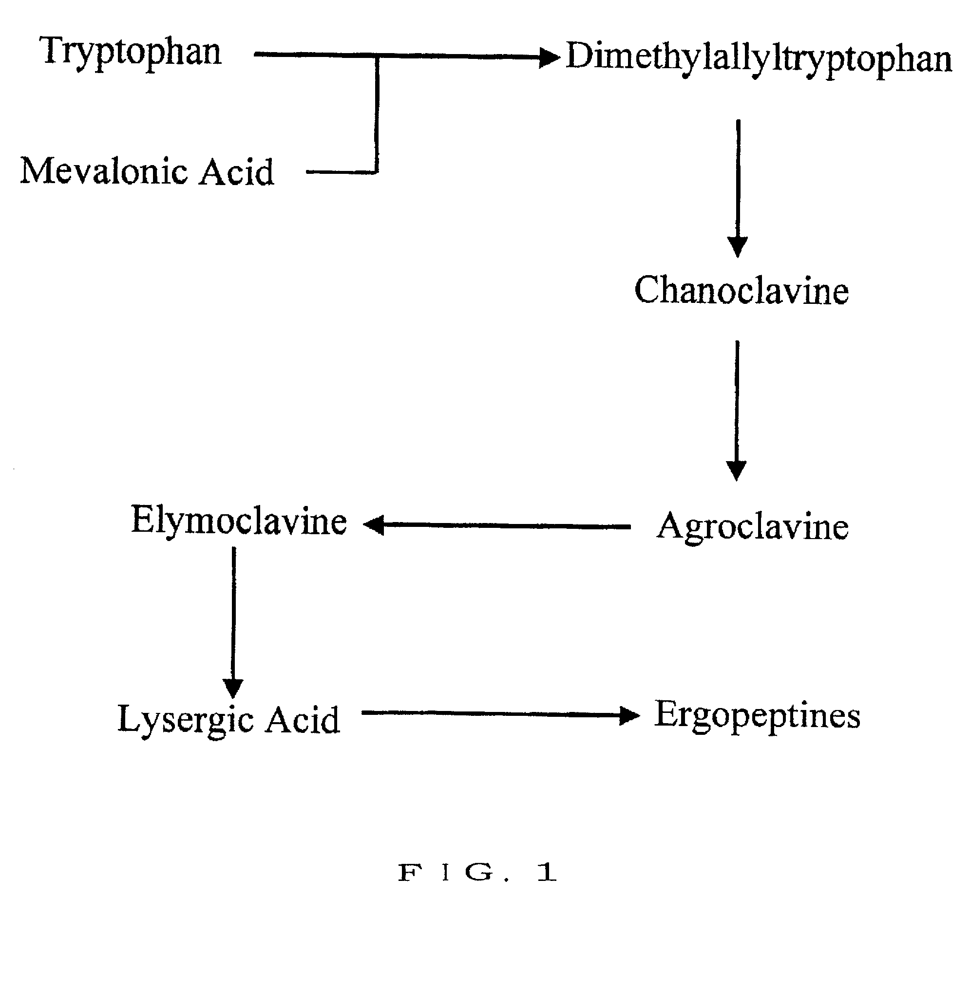 Symbiotic fungus, plants into which a symbiotic fungus is artificially introduced, and method of introducing symbiotic fungus into plants