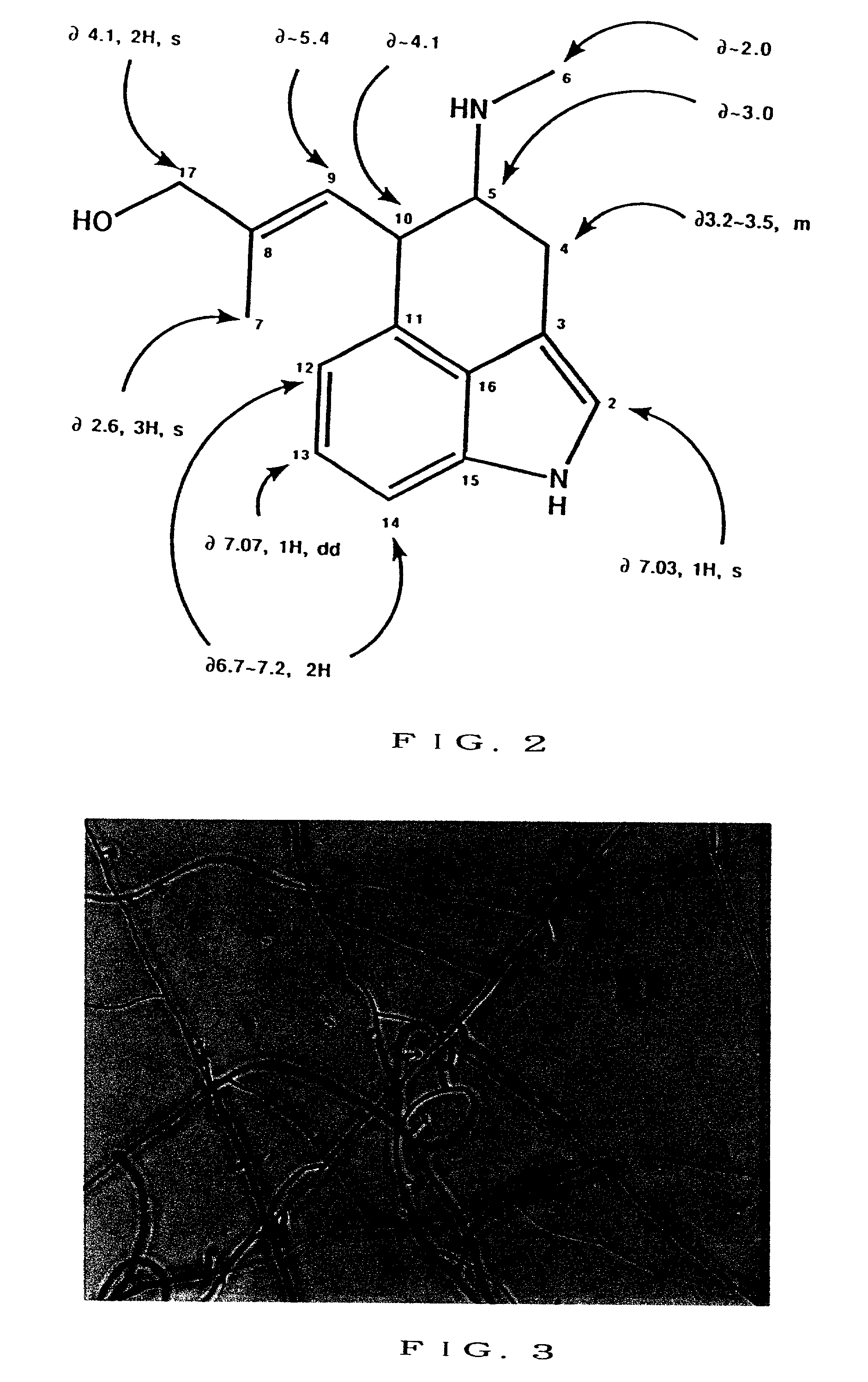 Symbiotic fungus, plants into which a symbiotic fungus is artificially introduced, and method of introducing symbiotic fungus into plants