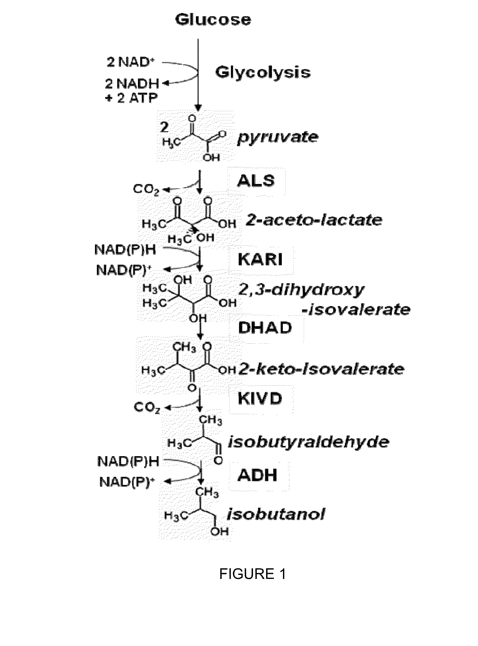 Modified alcohol dehydrogenases for the production of fuels and chemicals