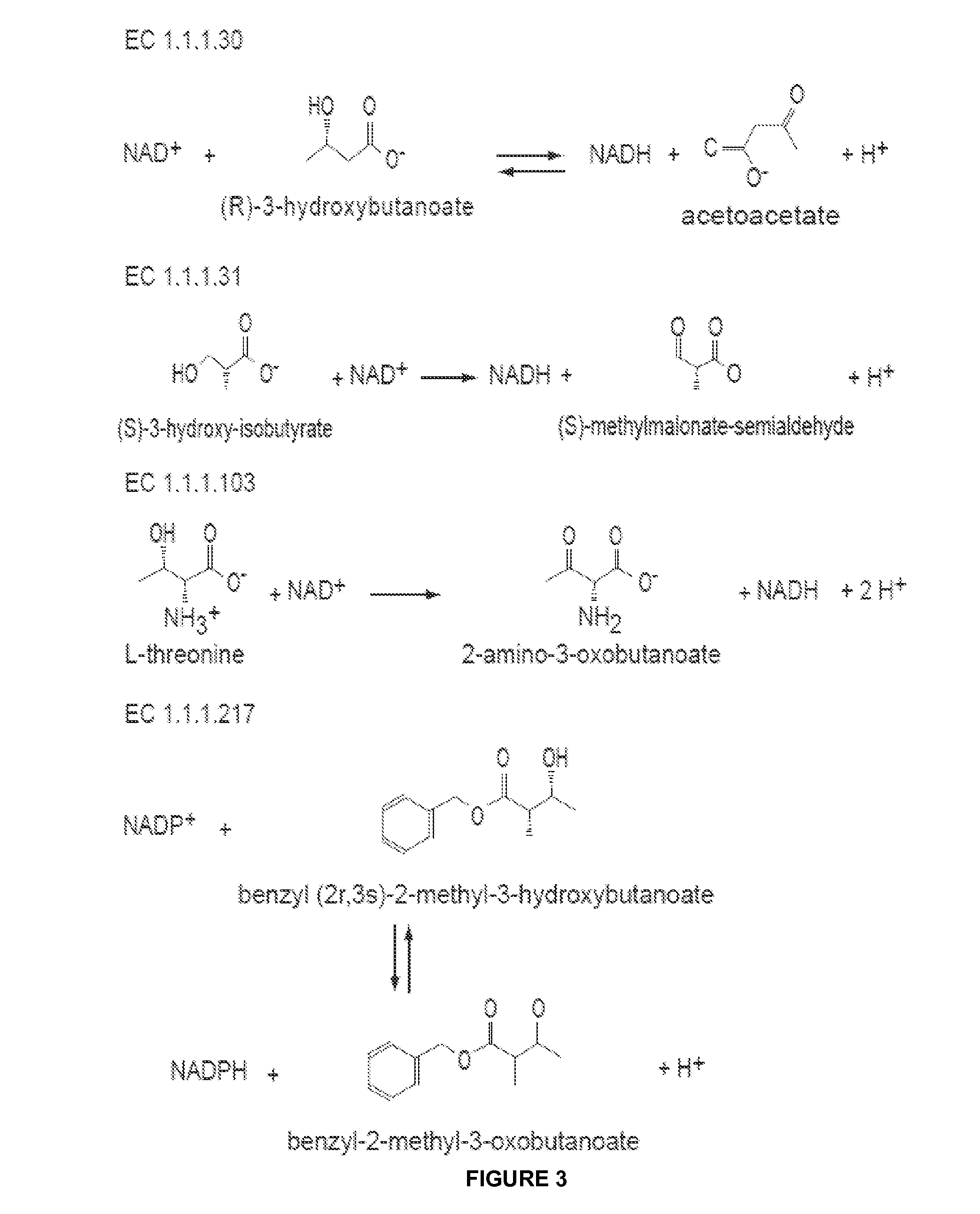 Modified alcohol dehydrogenases for the production of fuels and chemicals