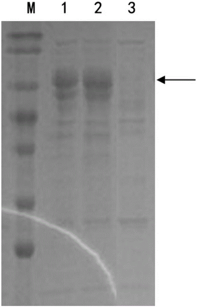 Cellobiose hydrolase mutant