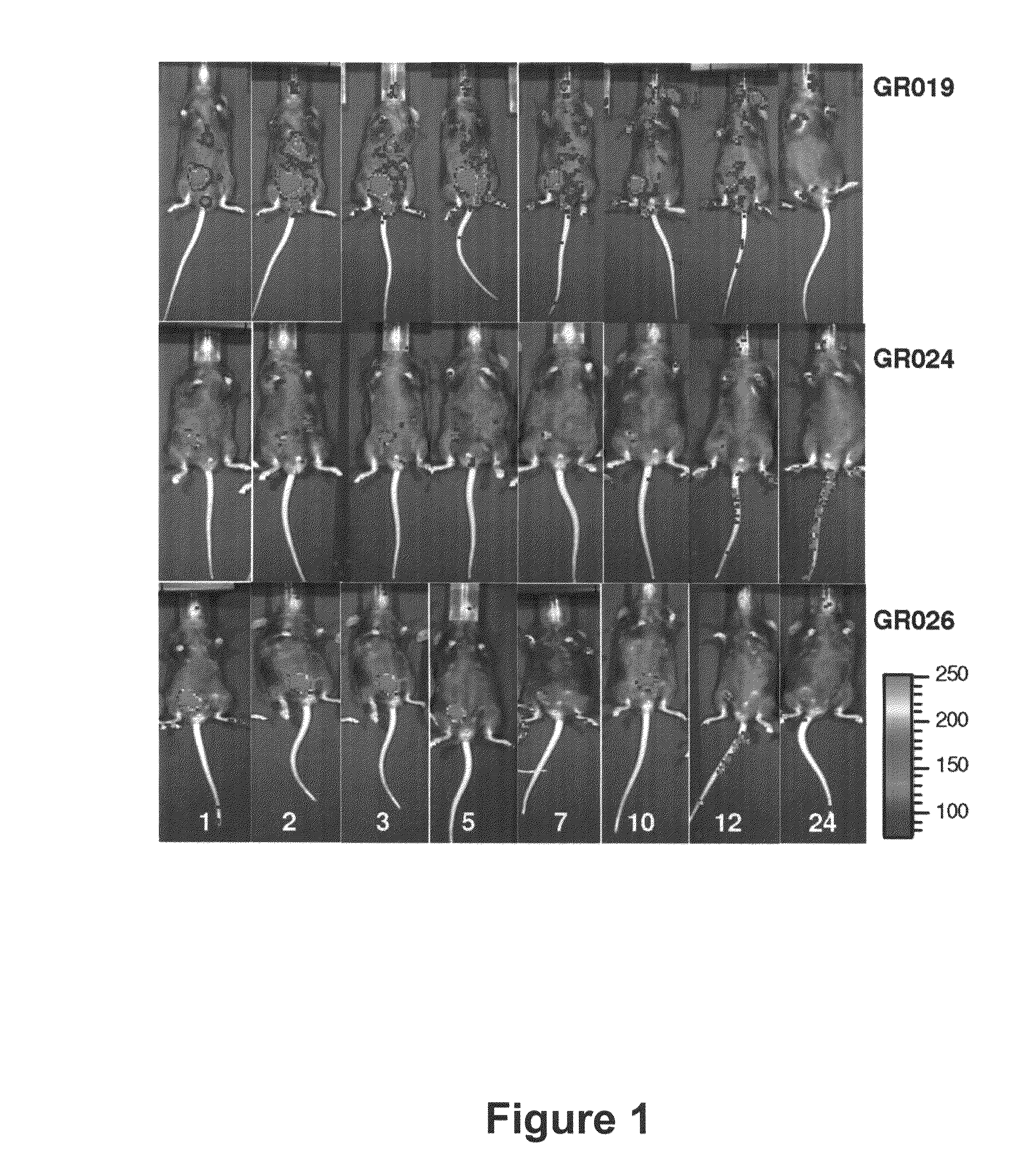 <i>Brucella melitensis </i>mutants and methods