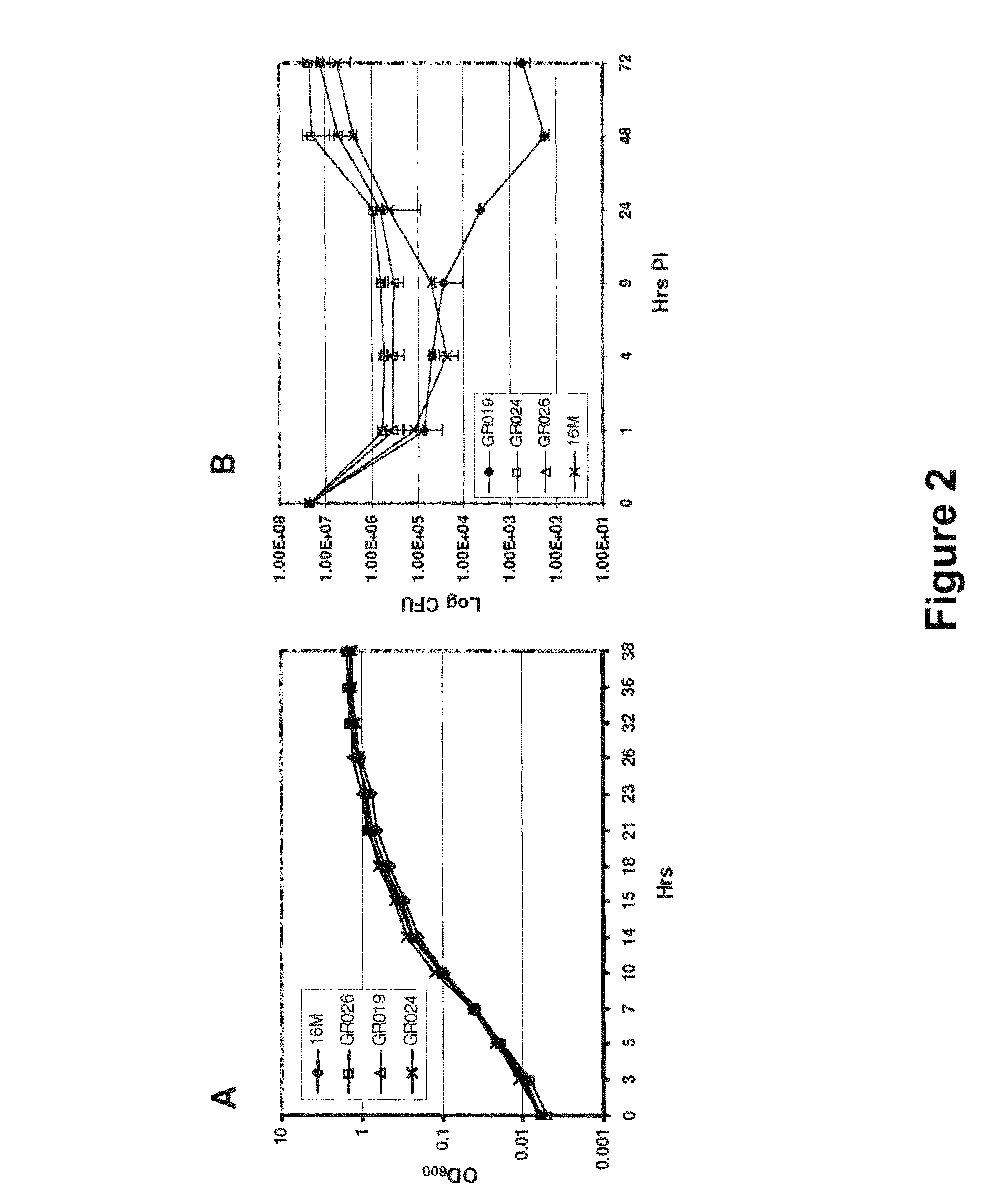 <i>Brucella melitensis </i>mutants and methods