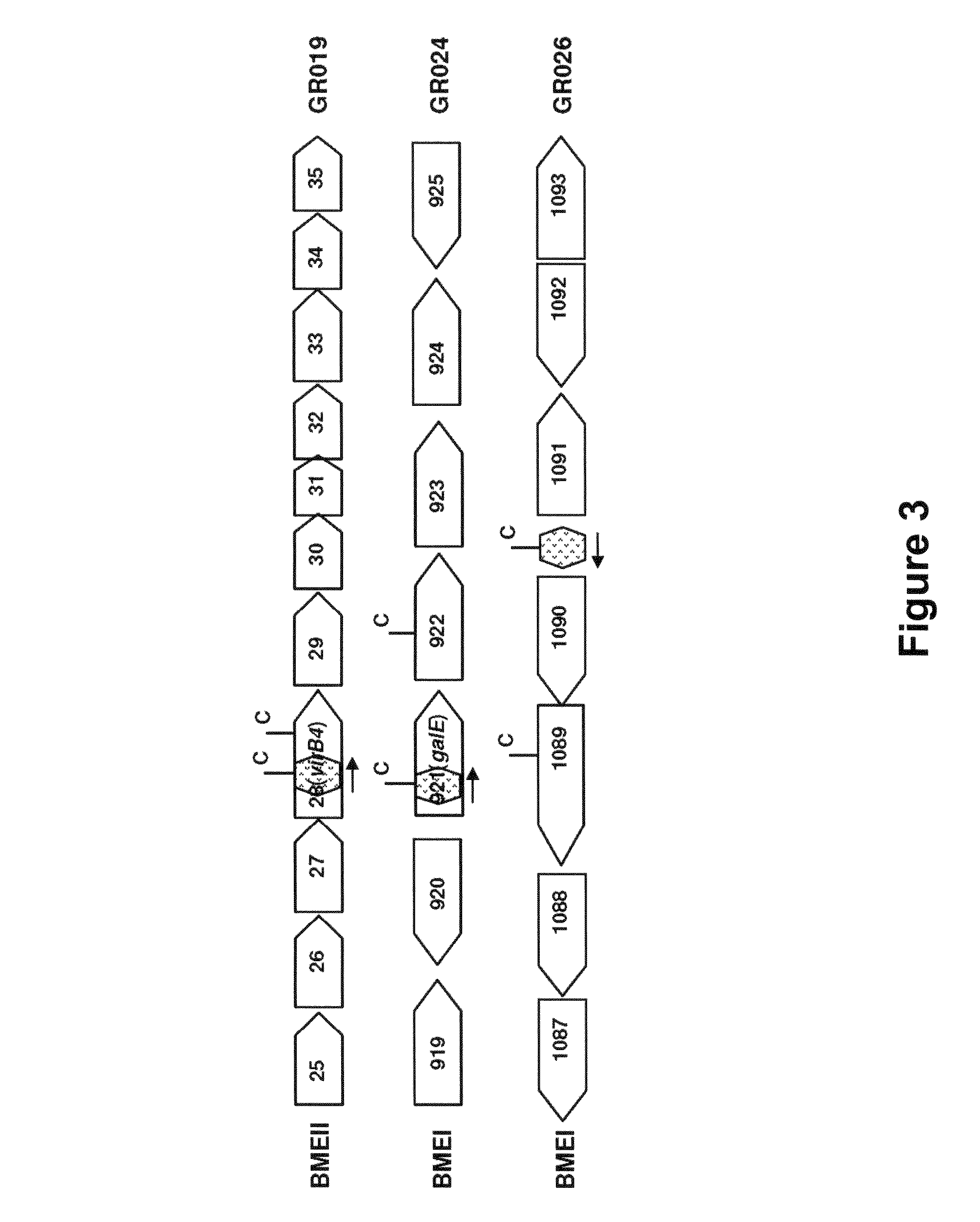 <i>Brucella melitensis </i>mutants and methods