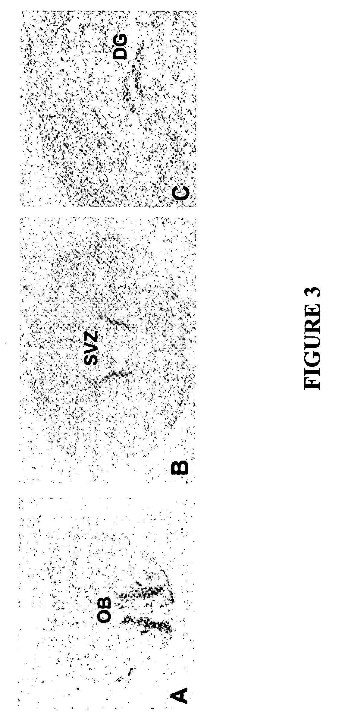 Screening and therapeutic methods relating to neurogenesis