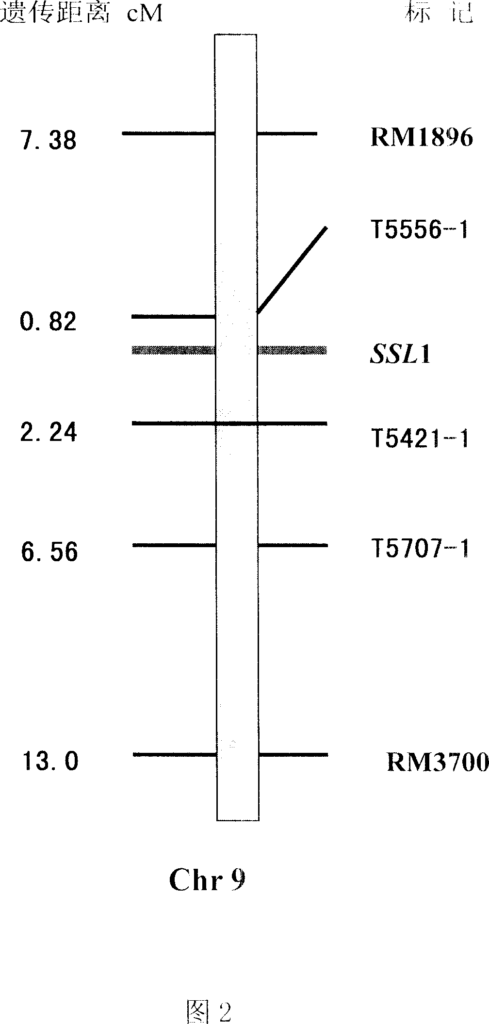 Control gene of paddy leaf shape and application thereof