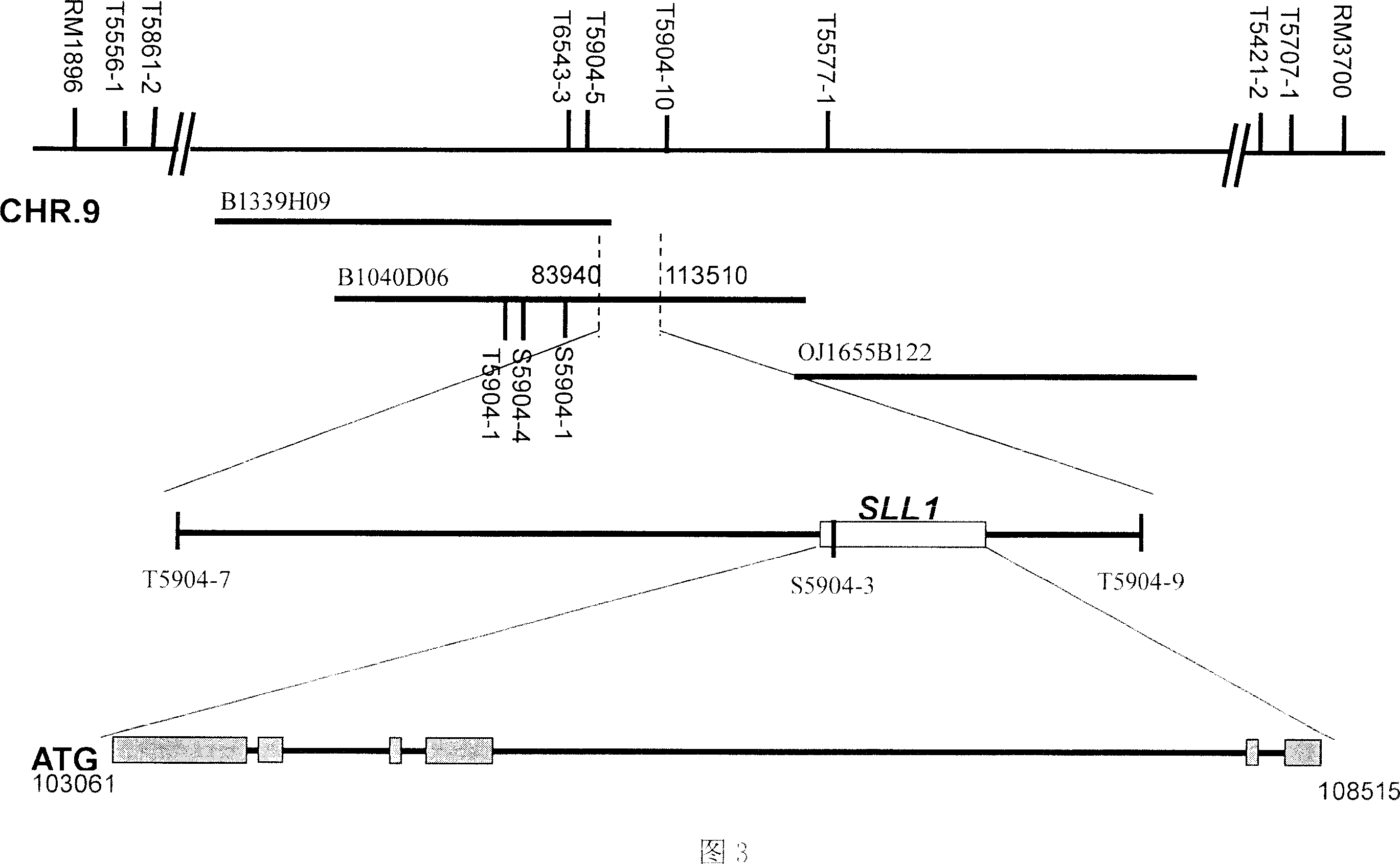 Control gene of paddy leaf shape and application thereof