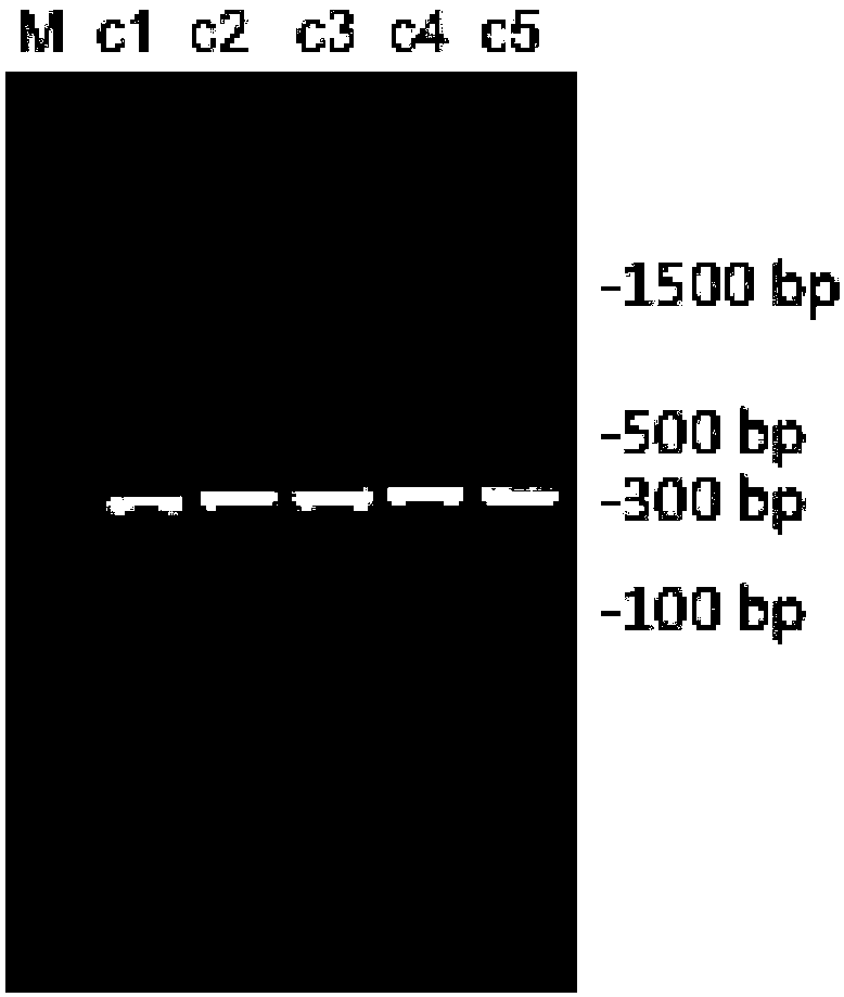 Method for extracting microbial metagenome DNA from intestinal tract content