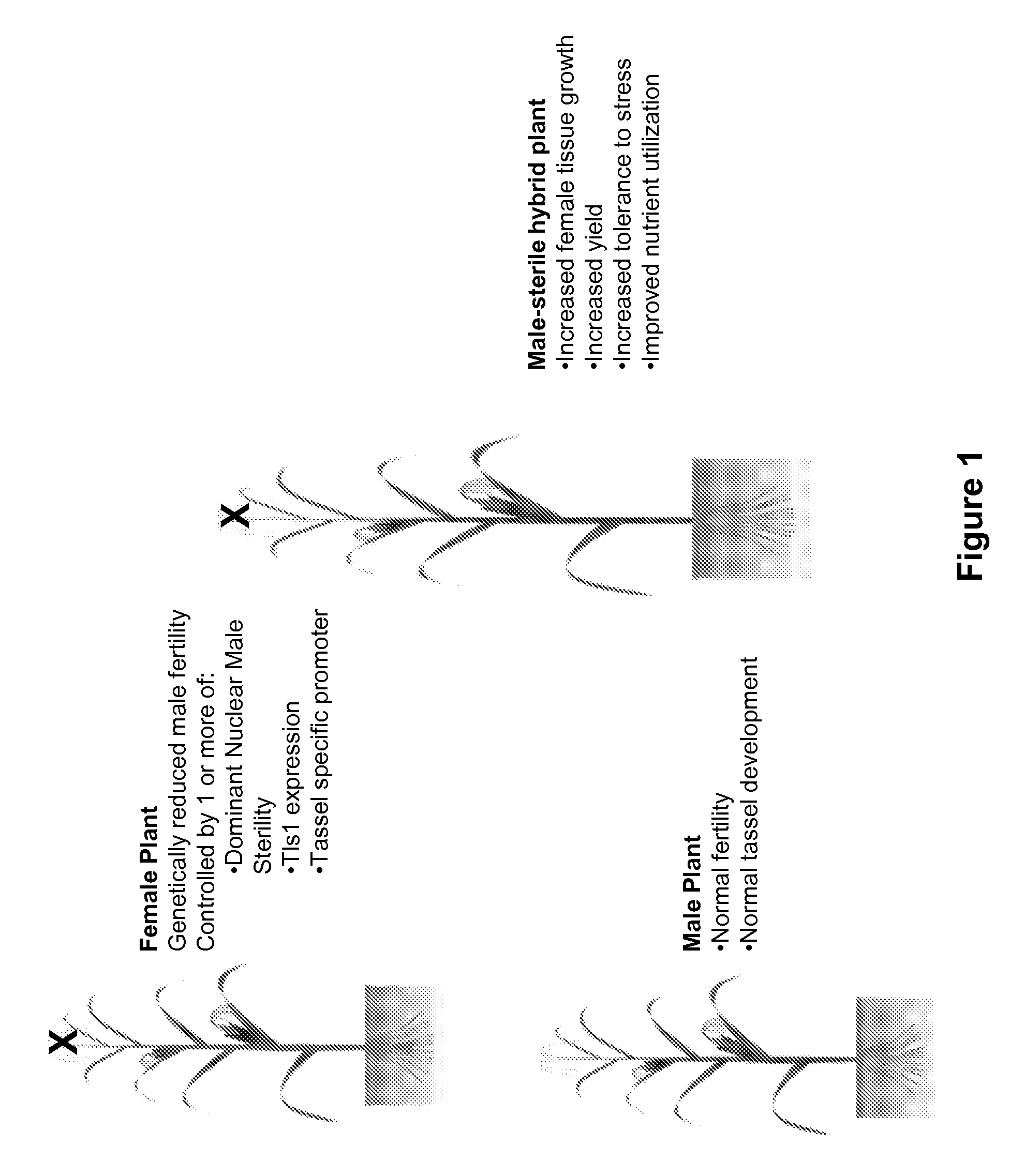 Genetic reduction of male fertility in plants