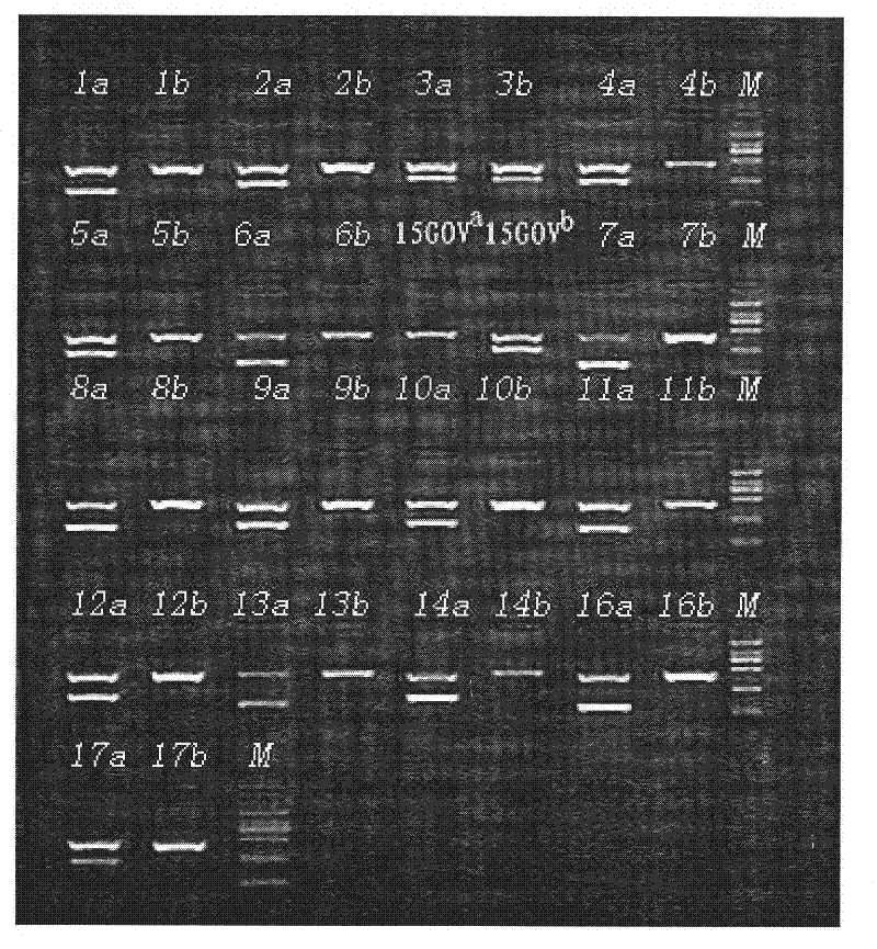 Primer group and kit for detecting human platelet alloantigen gene