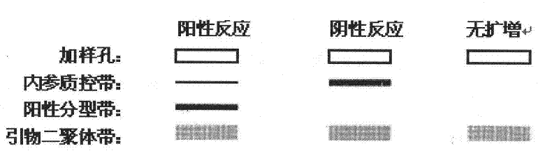 Primer group and kit for detecting human platelet alloantigen gene