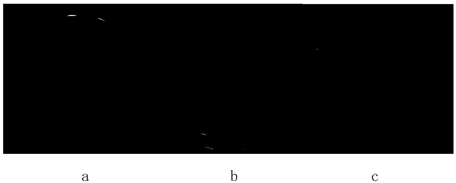 Endophytic fungi CEF-193 of cotton and application thereof