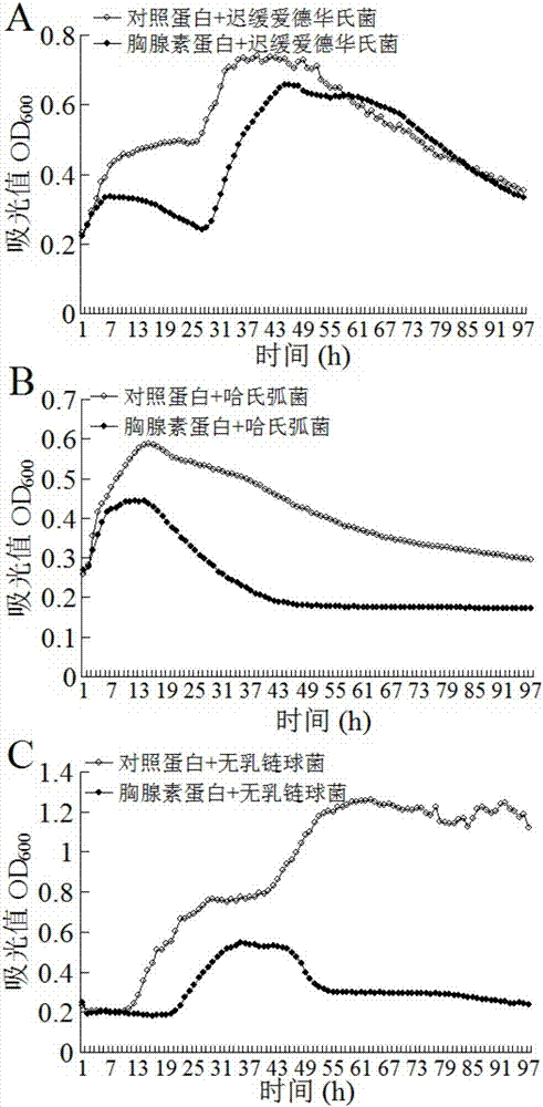 Trachinotus ovatus beta-thymosin and application thereof