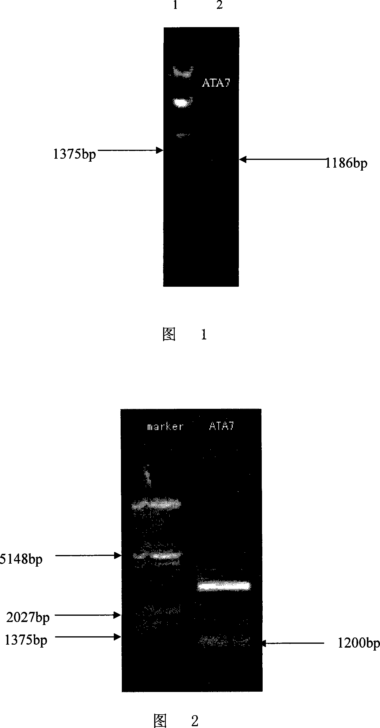 Plants flower pesticide specificity promoter and uses thereof