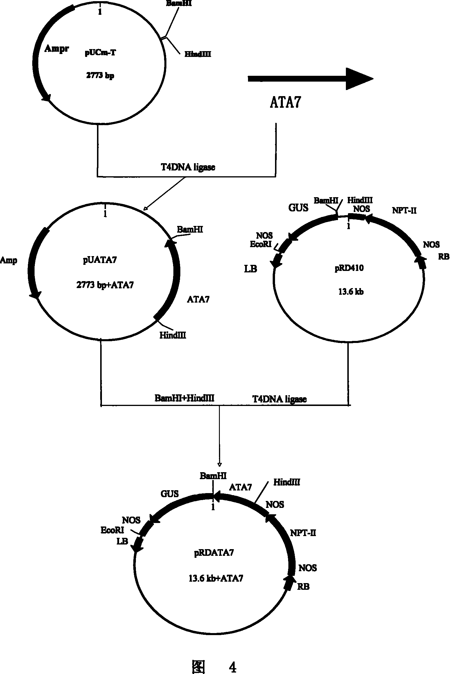 Plants flower pesticide specificity promoter and uses thereof